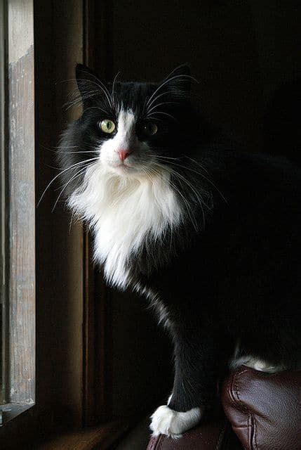 Tuxedo Cat Facts And Personality Tuxedo Cat Breed Cats Cat Facts