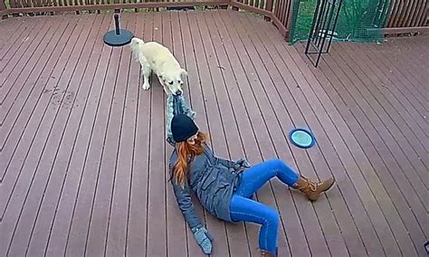 Tug Of Paw Hilarious Moment Golden Retriever Drags Owner Around Her