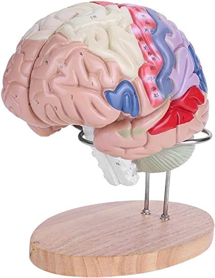Ywbl Wh Modelo De Cerebro Humano Anatómico 12 Nervio De Corteza
