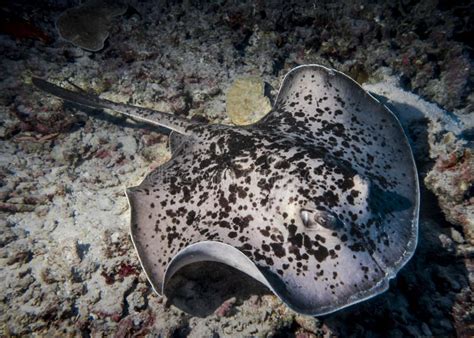 Stingray At The Bottom Of The Indian Ocean Stock Photo Image Of