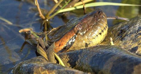 Vídeo mostra anaconda rainha das cobras acasalando Metro World News