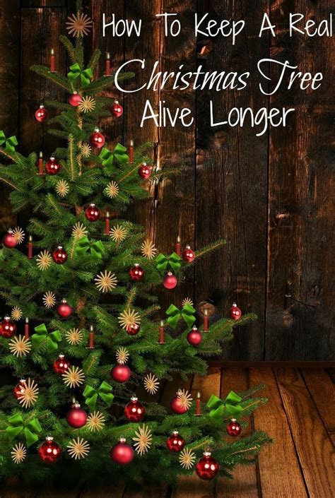 For our family, we have a fake christmas tree. HOW TO KEEP A REAL CHRISTMAS TREE ALIVE LONGER | Live ...