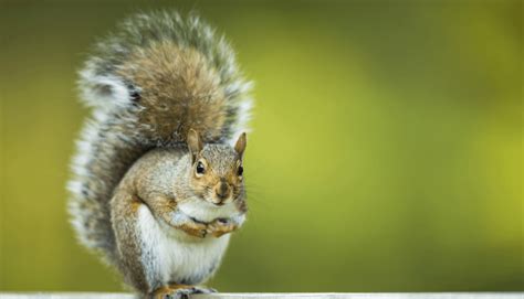 Squirrels Use Their Tails As An Umbrella Rshittyanimalfacts
