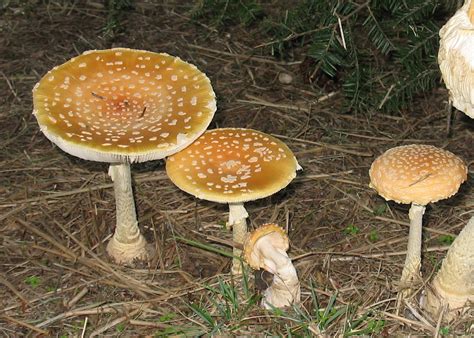 Accurate Mushroom Identification Is Important Plant Diagnostic Health
