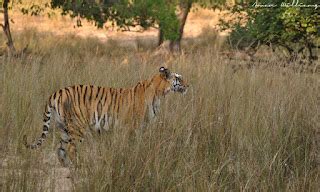 Tigers In India What Can You Expect On A Tiger Safari In Bandhavgarh