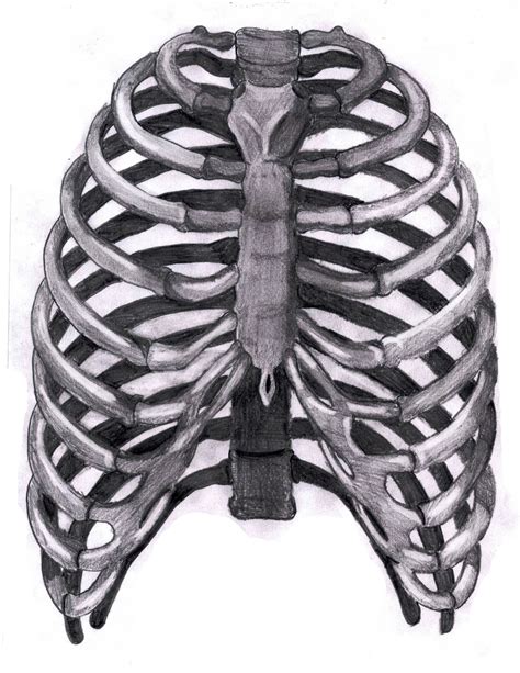 The ribs are a set of twelve paired bones which form the protective 'cage' of the thorax. Skeletal System on emaze