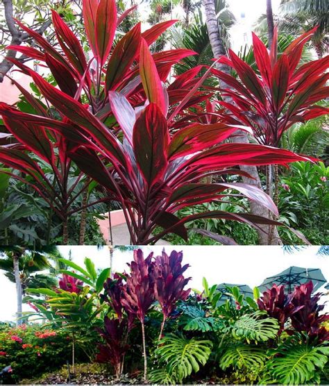 Hawaiian Ti Plants Cordyline Terminalis Zone 9a 11 Part Shade Full