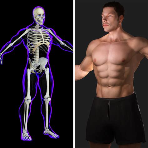 Male Anatomy Full Body Male Anatomy Diagram Full Body Man Anatomy