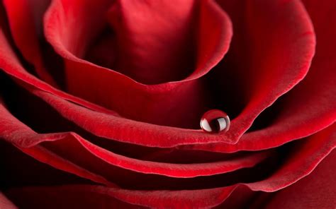 Hd Flowers Rose Water Drops Red For Android Wallpaper Download Free