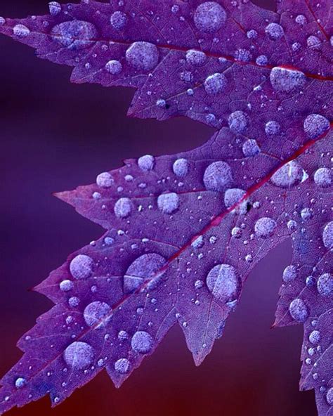 Bright Purple Autumn Leaf Bright Purple Shades Of Purple Fall Season