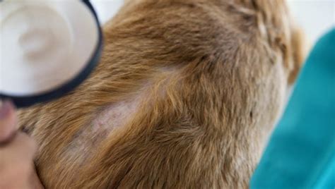 Inflammatory Skin Disease In Dogs Symptoms Causes Treatments