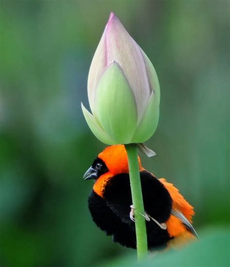 Lotus Pixdaus Pet Birds Birds And The Bees Beautiful Birds