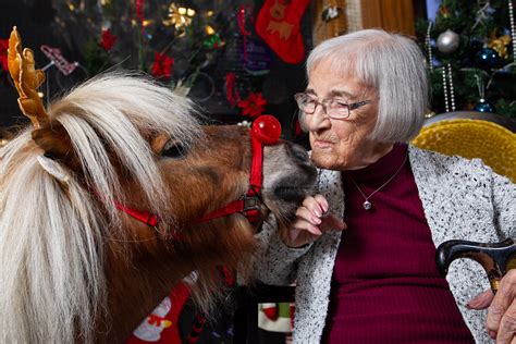 Watch Therapy Miniature Shetland Ponies Visit Elderly Care Homes As