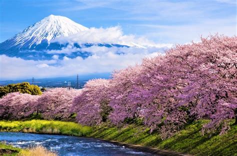 Japan Mount Fuji Cherry Blossom