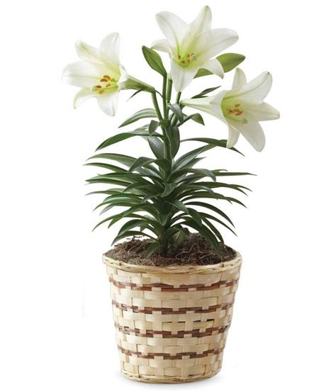 Lilies Blooming Easter Lily