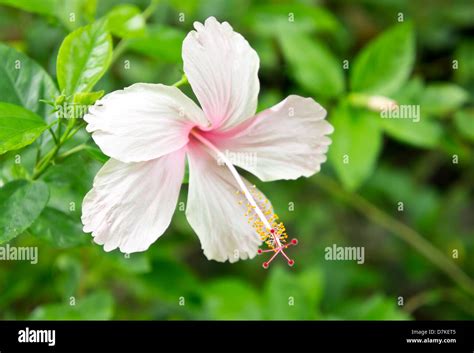 Pink Hibiscus Flower Stock Photos And Pink Hibiscus Flower Stock Images