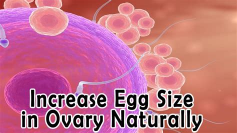 How To Increase Egg Size In Ovary Naturally Top 7 Natural Foods To Increase Egg Size Youtube