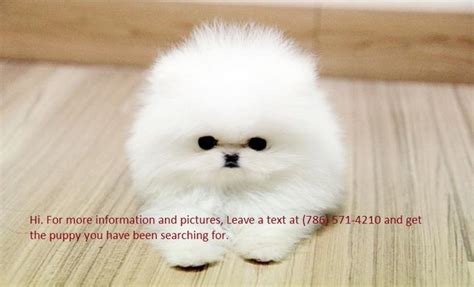 If so click here to browse all of our adorable puppies ready to find a new home. Super Top Quality White teacup POmeranian puppies for adoption for Sale in Cincinnati, Ohio ...