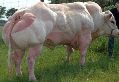 Worlds Strongest Bulls Genetic Mutation Creates Bodybuilder Cattle