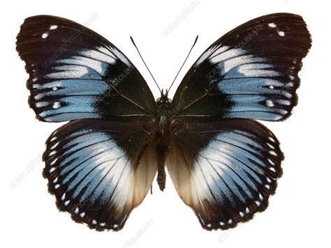 Blue Diadem African Butterfly Stock Image C0101322 Science Photo