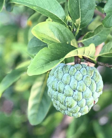 5 Things You Didn't Know About Sweetsop | Jamaican Foods and Recipes ...