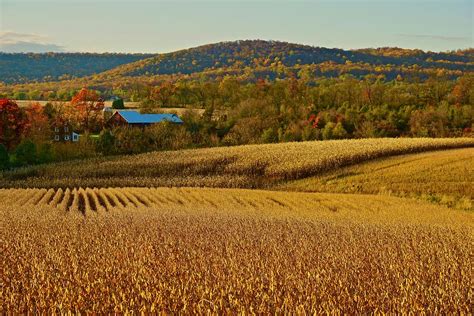 Golden Fall Corn Fields Homestead Photograph By Blair Seitz Fine Art