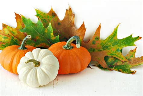 Pumpkins Autumns Leaves And Gourds Photograph By Hd Connelly Fine Art