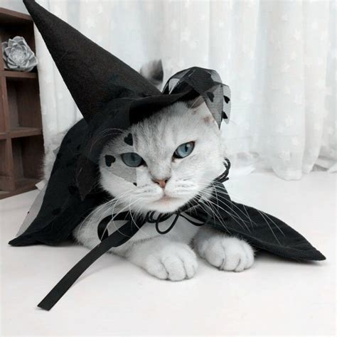 Wizard Cloak Cat Halloween Costume My Inviting Home