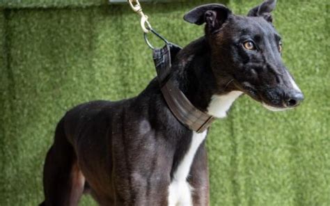 Dog Details Greyhounds As Pets
