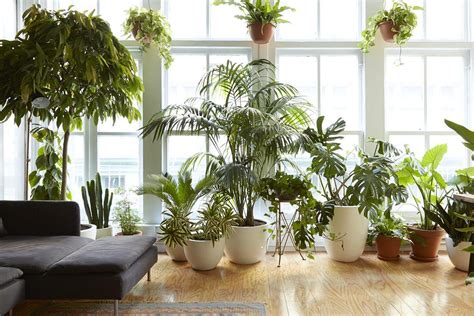 Le piante autunnali da interno includono sia sempreverdi. Piante da interni che resistono a tutto | Living Corriere
