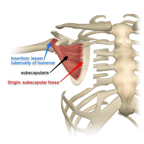 Subscapularis Muscle Anatomy Origin Insertion And Exercises