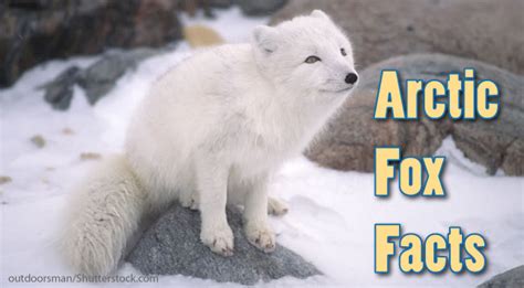 Arctic Fox Information Sheet For Kids