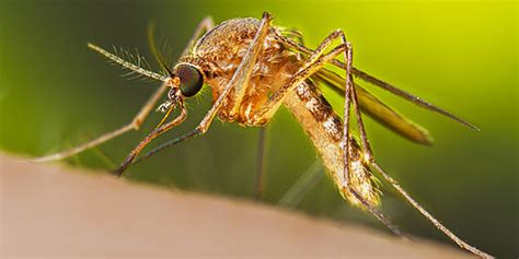 ¿qué Es Un Mosquito Mosquitos Cdc