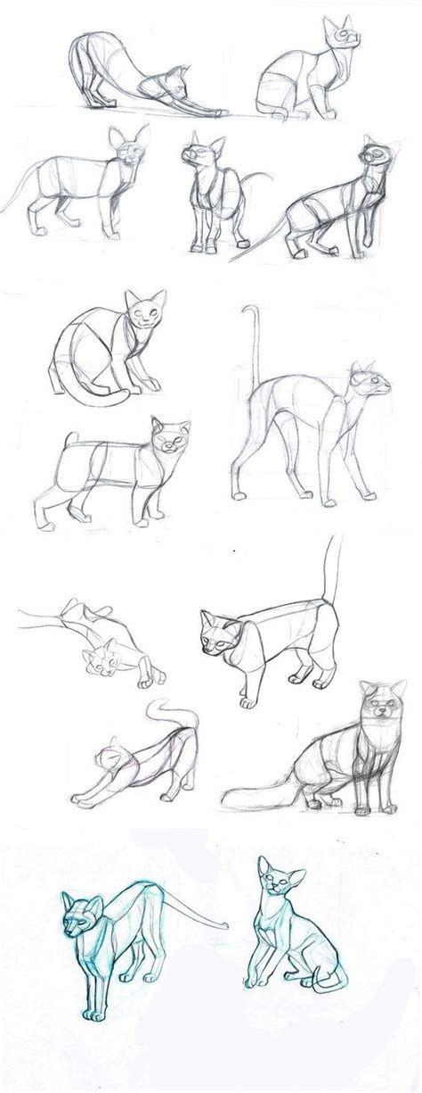 Can Someone Teach Me How To Draw An Anime Cat Step By Step