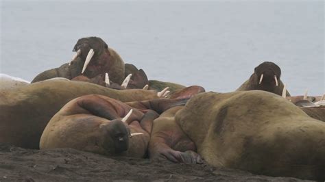 Walruses In Svalbard Youtube