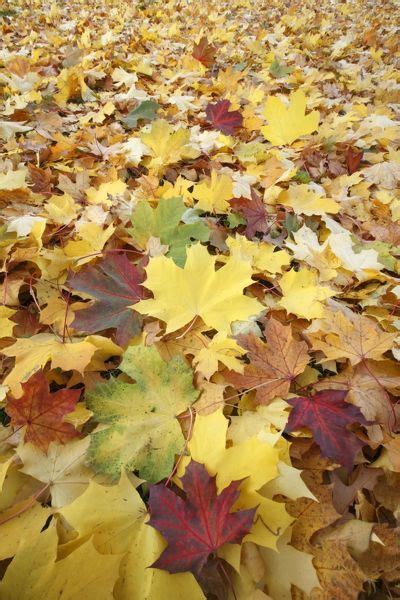 Norway Maple Autumn Coloured Leaves On Ground In Park 5261432