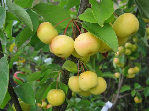 Crab Apple Trees Heritage Varieties From Carrob Growers
