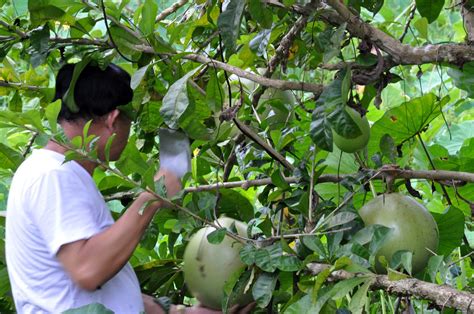 The miracle fruit plant is an evergreen tree that produces fruit throughout the year. Grace Balderas: Miracle Fruit or Calabash Tree (Cujete)