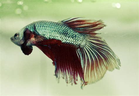 Betta Fish Life Span Betta Fish Care