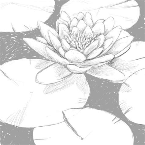 How To Draw A Lily Pad Lilies Drawing Water Lily Drawing Lily Pad