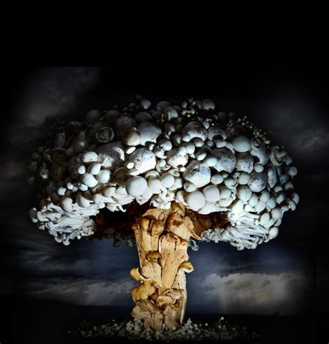 Photos Of Mushroom Clouds Made Of Mushrooms