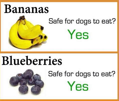 Not just a superfood for humans, the benefits of blueberries apply to your dog or cat too! Pin by Heidi Klaiber on Future Pets! | Can dogs eat ...