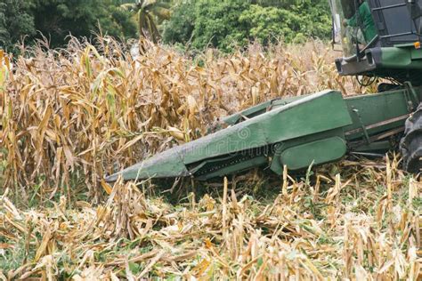 Combine Harvesters Are Working In Corn Fields Harvesting Of Corn Field