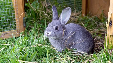 Rabbits And Myxomatosis L Symptoms And Treatment Medivet