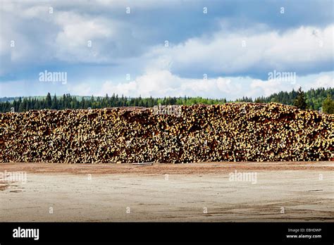 Stacked Logged Timber In Timber Yard Stock Photo Alamy