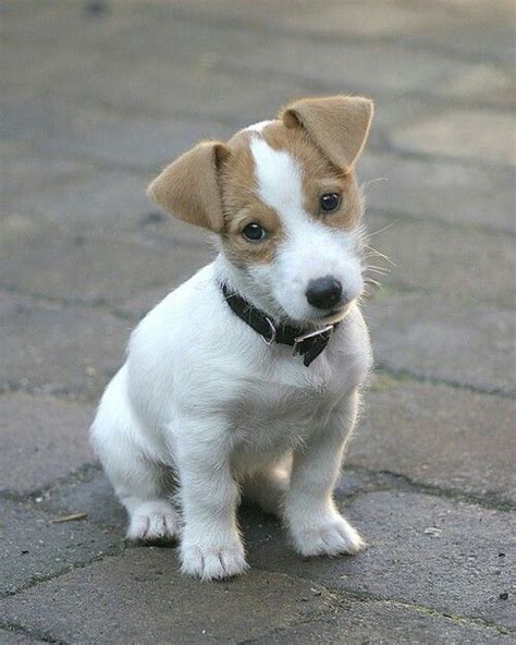 Jack Russell Puppy Soo Cute Jack Russell Terriers Pinterest
