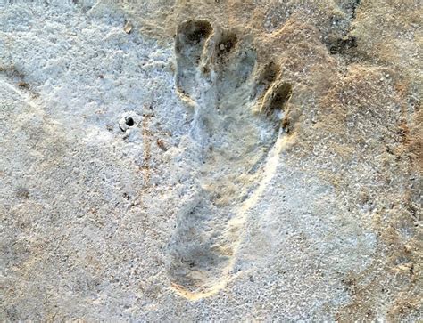 What The Oldest Footprints In North America Reveal About Us Time