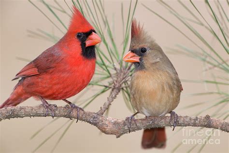 Northern Cardinal Pair In Pine Tree Photograph By Bonnie Barry Fine