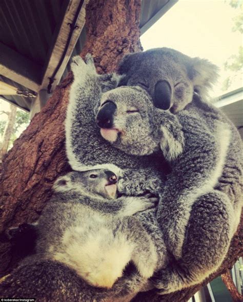 Ultimate Koala Cuddle Three Marsupials Hug At Sydneys Taronga Zoo