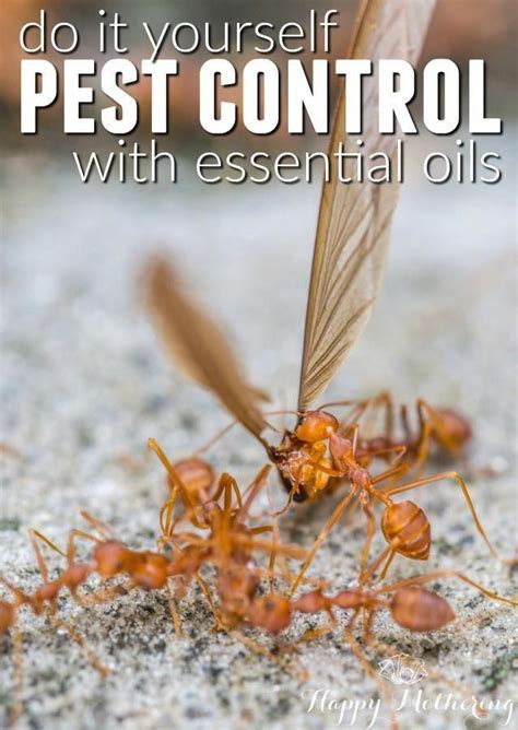 Your lawn doesn't care about your schedule, budget, thoughts or feelings all your it. Do It Yourself Pest Control with Essential Oils #EssentialOilsForDogs | Pest control, Best pest ...